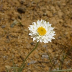 Leucochrysum albicans subsp. tricolor (Hoary Sunray) at Flea Bog Flat to Emu Creek Corridor - 25 Oct 2016 by JanetRussell