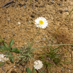 Leucochrysum albicans subsp. tricolor at Belconnen, ACT - 26 Oct 2016