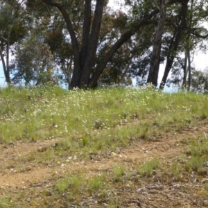 Leucochrysum albicans subsp. tricolor at Belconnen, ACT - 26 Oct 2016