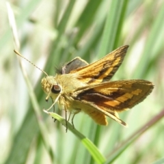 Ocybadistes walkeri (Green Grass-dart) at Kambah, ACT - 2 Nov 2014 by MatthewFrawley