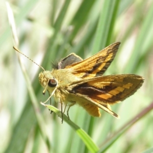 Ocybadistes walkeri at Kambah, ACT - 2 Nov 2014 12:00 AM