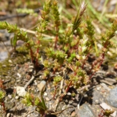 Crassula sieberiana (Austral Stonecrop) at Bruce, ACT - 26 Oct 2016 by JanetRussell