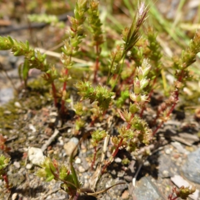 Crassula sieberiana (Austral Stonecrop) at Bruce, ACT - 26 Oct 2016 by JanetRussell