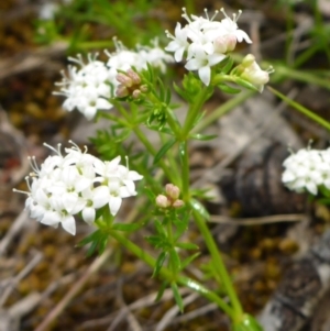 Asperula conferta at Belconnen, ACT - 26 Oct 2016