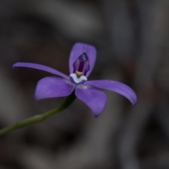 Glossodia major (Wax Lip Orchid) at Nanima, NSW - 26 Oct 2016 by SallyandPeter