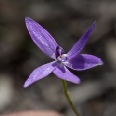 Glossodia major at Nanima, NSW - suppressed