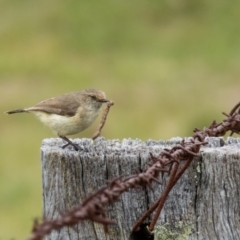 Acanthiza reguloides (Buff-rumped Thornbill) at Taylor, ACT - 26 Oct 2016 by CedricBear