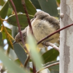 Acanthiza reguloides at Taylor, ACT - 26 Oct 2016