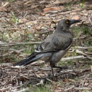 Strepera versicolor at Springrange, NSW - 26 Oct 2016