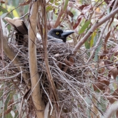 Strepera graculina (Pied Currawong) at Jacka, ACT - 26 Oct 2016 by CedricBear