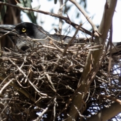 Strepera graculina at Jacka, ACT - 26 Oct 2016 10:26 AM