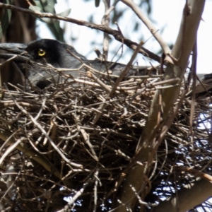 Strepera graculina at Jacka, ACT - 26 Oct 2016 10:26 AM