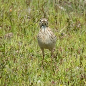 Anthus australis at Wallaroo, NSW - 26 Oct 2016