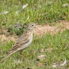 Anthus australis at Wallaroo, NSW - 26 Oct 2016