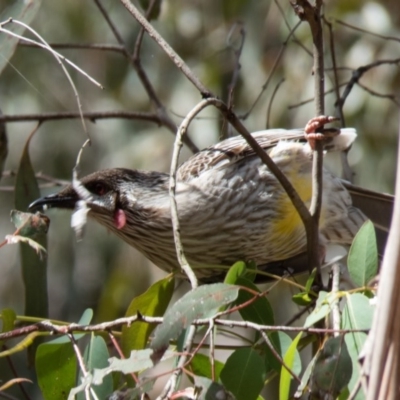 Anthochaera carunculata (Red Wattlebird) at Gungahlin, ACT - 26 Oct 2016 by CedricBear