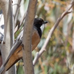 Pachycephala rufiventris at Springrange, NSW - 26 Oct 2016