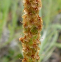 Plantago varia (Native Plaintain) at Belconnen, ACT - 25 Oct 2016 by JanetRussell