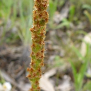 Plantago varia at Belconnen, ACT - 26 Oct 2016 10:51 AM