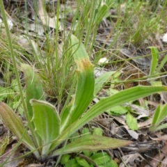 Plantago varia at Belconnen, ACT - 26 Oct 2016 10:51 AM