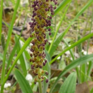 Plantago varia at Belconnen, ACT - 26 Oct 2016 10:54 AM