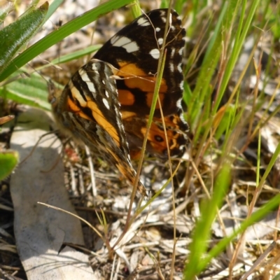 Vanessa kershawi (Australian Painted Lady) at Belconnen, ACT - 26 Oct 2016 by JanetRussell