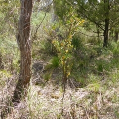 Daviesia mimosoides (Bitter Pea) at Bruce, ACT - 26 Oct 2016 by JanetRussell