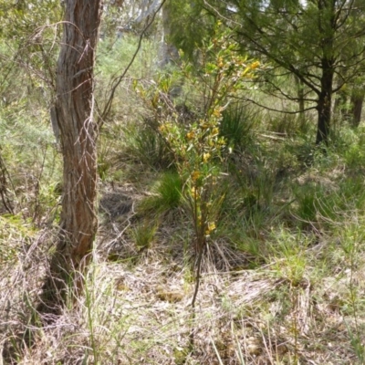 Daviesia mimosoides (Bitter Pea) at Bruce, ACT - 26 Oct 2016 by JanetRussell