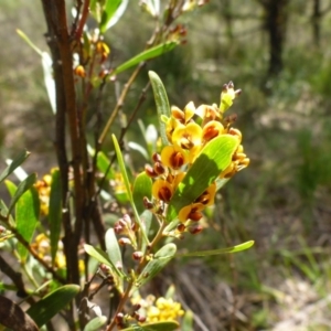 Daviesia mimosoides at Bruce, ACT - 26 Oct 2016 11:27 AM