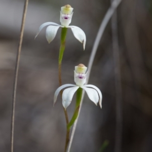 Caladenia moschata at Nanima, NSW - suppressed