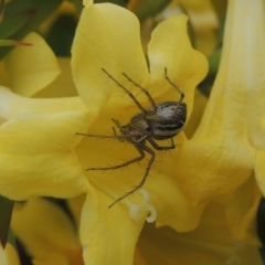 Oxyopes sp. (genus) (Lynx spider) at Pollinator-friendly garden Conder - 9 Oct 2016 by michaelb