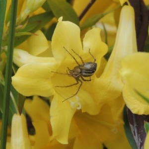 Oxyopes sp. (genus) at Conder, ACT - 9 Oct 2016 06:17 PM