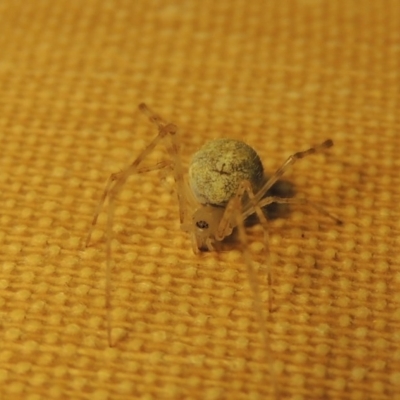 Theridiidae (family) (Comb-footed spider) at Pollinator-friendly garden Conder - 11 Oct 2016 by michaelb