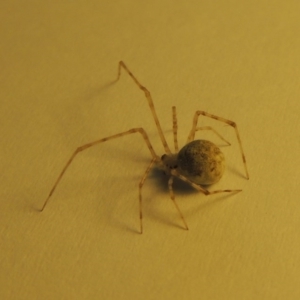 Theridiidae (family) at Conder, ACT - 11 Oct 2016