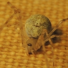 Theridiidae (family) at Conder, ACT - 11 Oct 2016