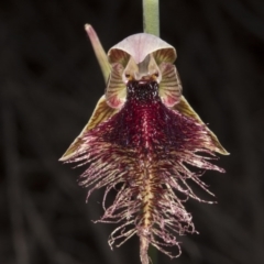 Calochilus platychilus (Purple Beard Orchid) at Canberra Central, ACT - 19 Oct 2016 by DerekC