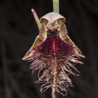 Calochilus platychilus (Purple Beard Orchid) at Canberra Central, ACT - 19 Oct 2016 by DerekC