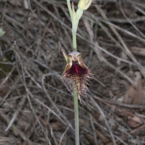 Calochilus platychilus at Canberra Central, ACT - 19 Oct 2016