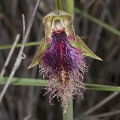 Calochilus platychilus at Canberra Central, ACT - suppressed