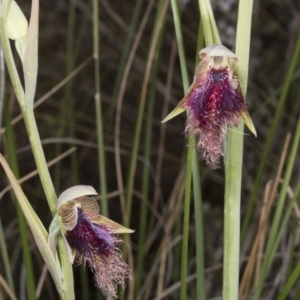 Calochilus platychilus at Canberra Central, ACT - 19 Oct 2016