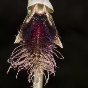 Calochilus platychilus at Point 5204 - suppressed