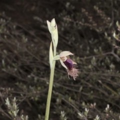 Calochilus platychilus at Undefined Area - suppressed