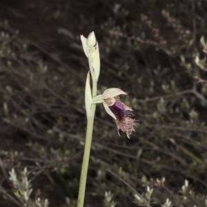 Calochilus platychilus at Point 5204 - suppressed