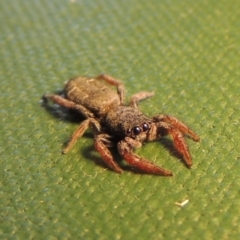 Holoplatys invenusta (Jumping spider) at Conder, ACT - 15 Oct 2016 by MichaelBedingfield