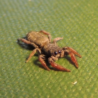 Holoplatys invenusta (Jumping spider) at Pollinator-friendly garden Conder - 15 Oct 2016 by michaelb