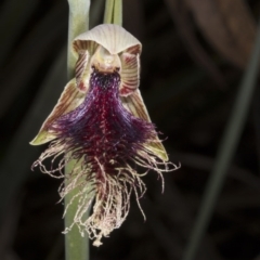 Calochilus platychilus (Purple Beard Orchid) at Crace, ACT - 22 Oct 2016 by DerekC