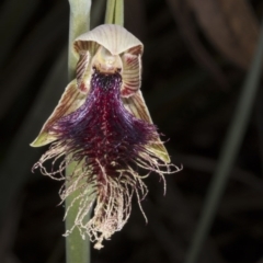 Calochilus platychilus (Purple Beard Orchid) at Gungaderra Grasslands - 22 Oct 2016 by DerekC