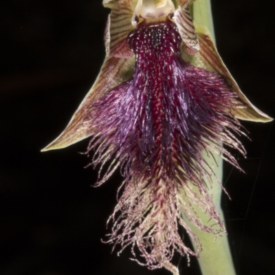 Calochilus platychilus (Purple Beard Orchid) at Gungaderra Grasslands - 23 Oct 2016 by DerekC