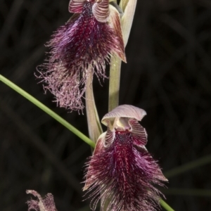 Calochilus platychilus at Bruce, ACT - 26 Oct 2016