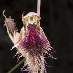 Calochilus platychilus at Bruce, ACT - suppressed