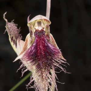 Calochilus platychilus at Bruce, ACT - 26 Oct 2016